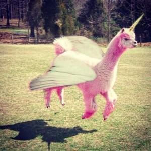 Meet your Posher, Heidi